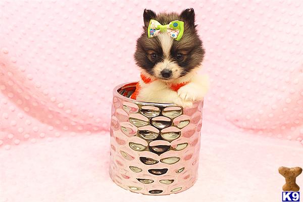 CMPuppyHeaven Picture 3